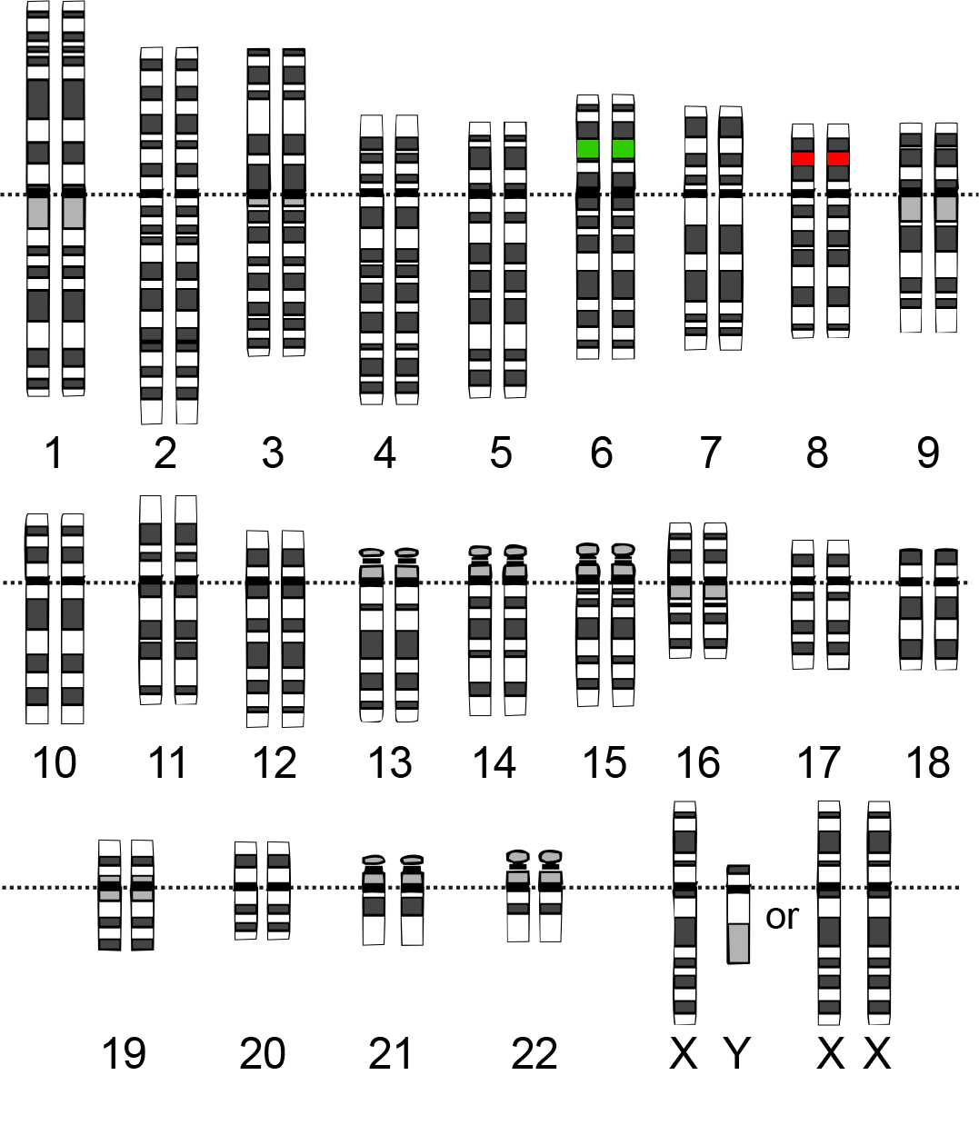 Human karyotype showing DTNBP1 and NRG1 loci